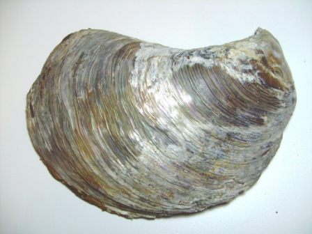 Isognomon sp. ?
